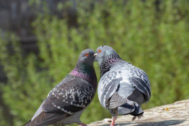 Çiftleşen sokak güvercinleri, Columba Livia domestica veya stadttaube