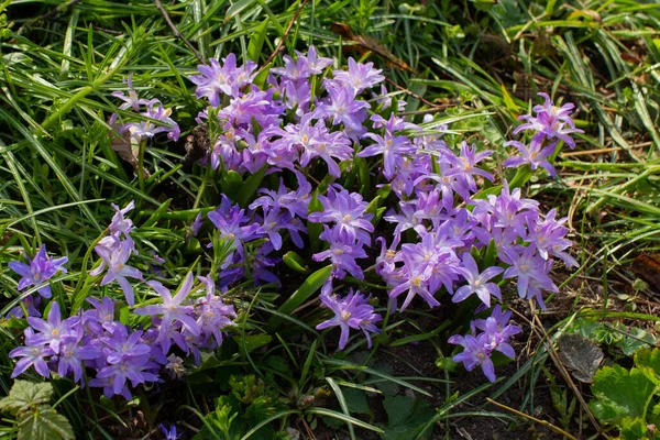 Blommor Luciles Glory Snö Chionodoxa Luciliae Eller Gewhoenliche Sternhyazinthe — Stockfoto