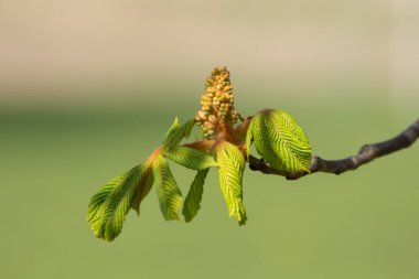 Kestane ağacının çiçek tomurcuklarını kapat, Aesculus hipocastanum