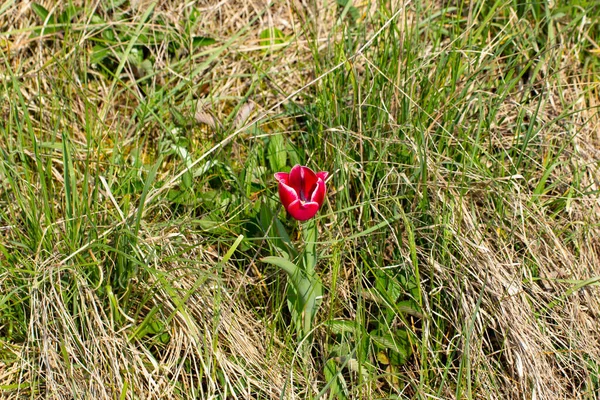 Tulipán Rojo Único Con Bordes Blancos Pie Hierba —  Fotos de Stock