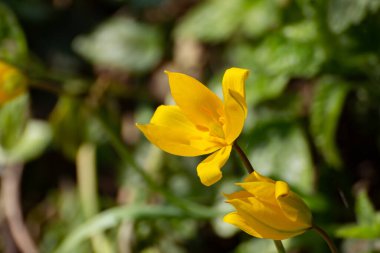 Çok nadir görülen sarı bir laleye yakın, Tulipa Sylvestris veya Weinberg Tulpe.