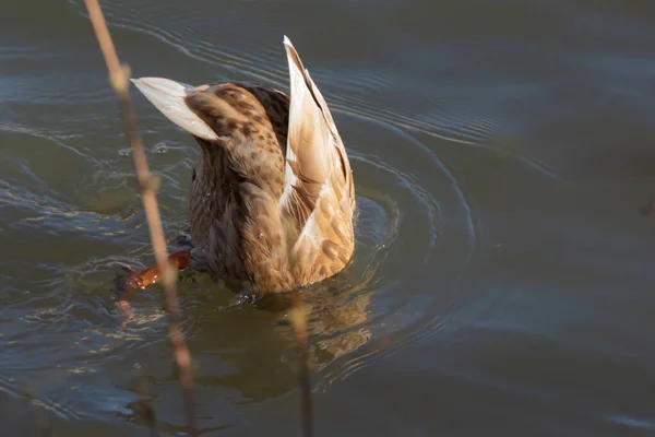 雌性野鸭头朝下倒在水里 纳豆盘水母 — 图库照片