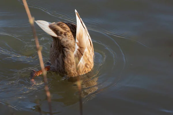 Θηλυκή Πάπια Mallard Ανάποδα Στο Νερό Anas Platyrhynchos — Φωτογραφία Αρχείου