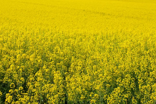 Campo Colza Oleaginosa Amarilla Brassica Napus Para Fondo Floral —  Fotos de Stock