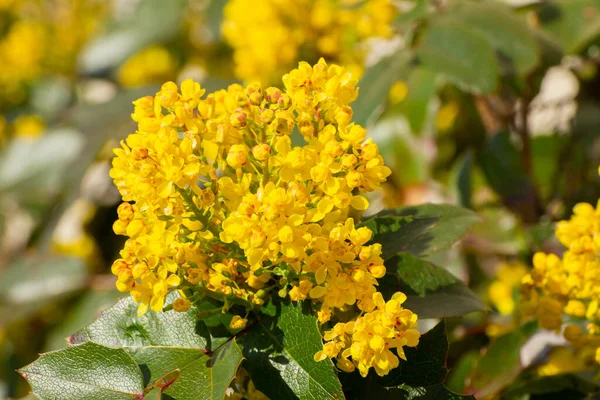 Zblízka Žluté Květy Mahonie Berberis Aquifolium Nebo Gewoehnliche Mahonie — Stock fotografie