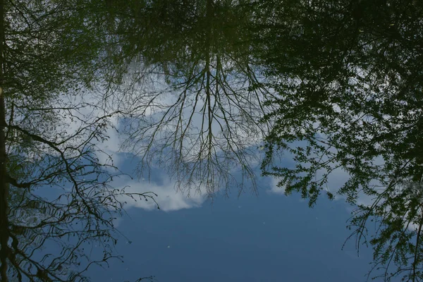 Treetops Cloudy Blue Sky Reflecting Water — Stock Photo, Image