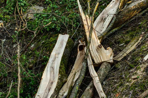 Kousky Roztříštěného Kmene Stromu Který Spadl Během Bouře — Stock fotografie