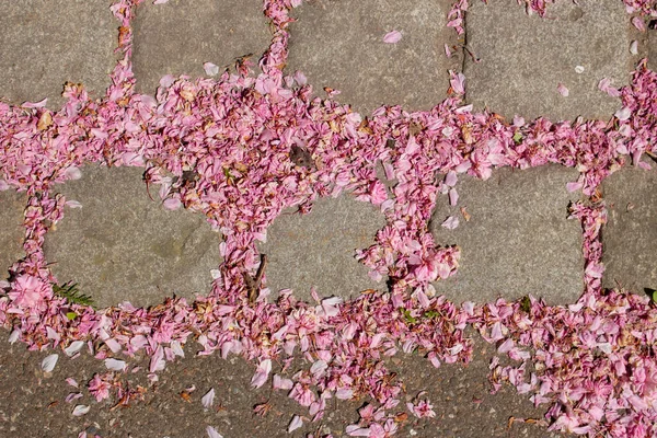 Pink Cherry Flower Petals Fallen Cobblestones Paved Road Background — Stock Photo, Image