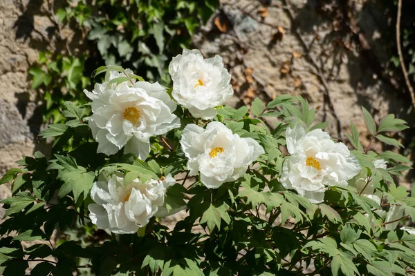 Weiße Blüten Einer Japan Oder Baumpfingstrose Paeonia Suffruticosa Oder Strauch — Stockfoto