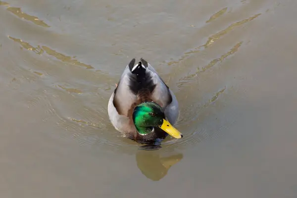 Vista Superior Perto Pato Reais Nadando Água Anas Platyrhynchos — Fotografia de Stock