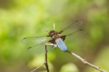 Geniş gövdeli kovalayan yusufçuk, Libellula depressa ya da Plattbauch 'a yaklaş.