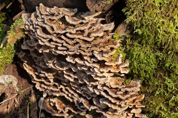 木の幹に蝶のトラメットと苔 別名トラメッツのVerscolor Coriolus Verscolor Polyporus Verscolor Schmetterlingstramete — ストック写真