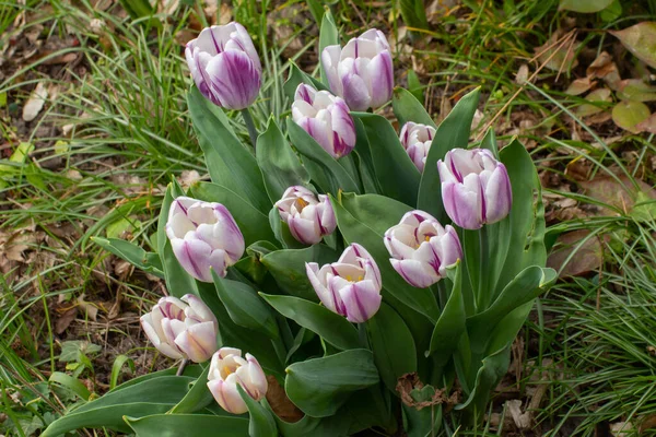 Fehér Lila Tulipánok Csoportja Bokeh Tulipán — Stock Fotó