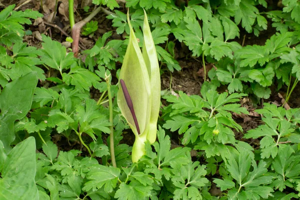 Wildarum Wald Arum Cylindraceum Oder Aronstab — Stockfoto