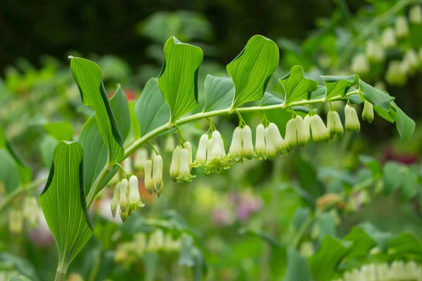 Blüten Eines Vogelkirschenbaums Mit Bokeh Prunus Padus Oder Gewohnliche Traubenkirsche — Stockfoto