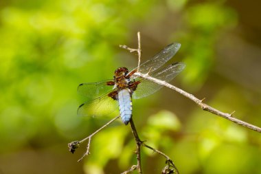 Geniş gövdeli kovalayan yusufçuk, Libellula depressa ya da Plattbauch 'a yaklaş.