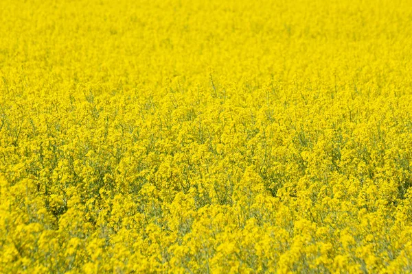 Campo Colza Amarela Brassica Napus Para Fundo Floral — Fotografia de Stock