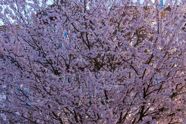 Pink Flowers Blossoming Ornamental Cherry Tree Floral Background Prunus Serrulata — Stock Photo, Image