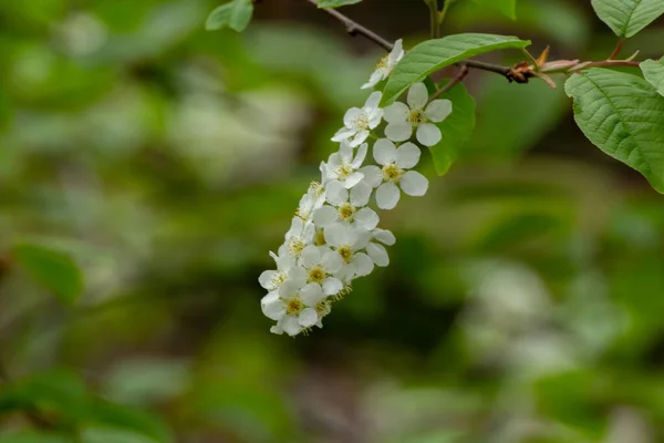 Blossoms Bird Cherry Tree Bokeh Prunus Padus Gewohnliche Traubenkirsche — Stock Photo, Image