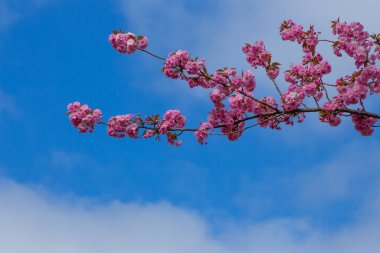 Süslü bir kiraz ağacının çiçeklerini yakın plan açık mavi gökyüzü arkaplanı, Prunus serrulata