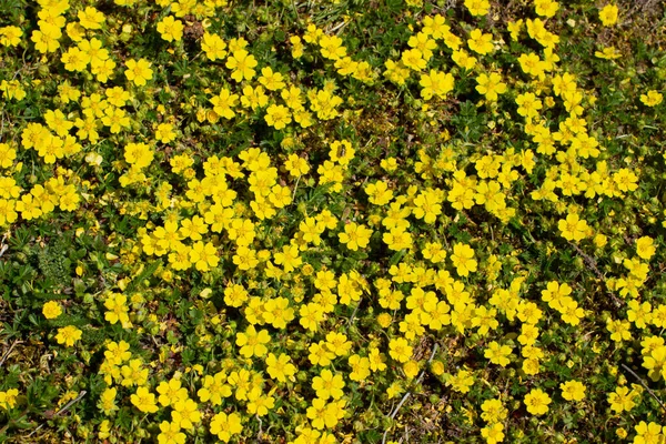 Gele Bloemen Van Kruipende Cinquefoil Als Bloemen Achtergrond Potentilla Reptans — Stockfoto