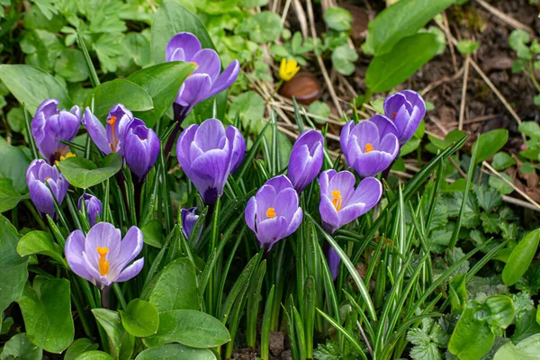 Ibolyaszín Sáfrány Crocus Közelsége Tavasszal — Stock Fotó