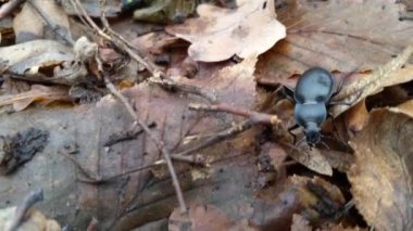 büyük siyah böcek böceğe düşen yapraklar dökülüyor