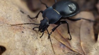 büyük siyah böcek böceğe düşen yapraklar dökülüyor