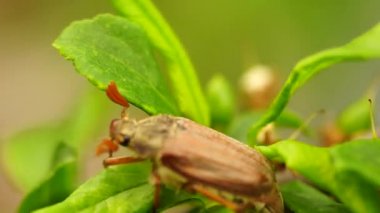 yeşil yaprak Chafer sürünür