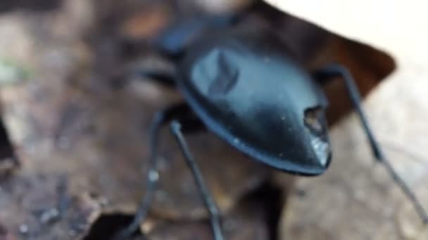 Un gran insecto escarabajo negro se arrastra sobre hojas caídas — Vídeos de Stock
