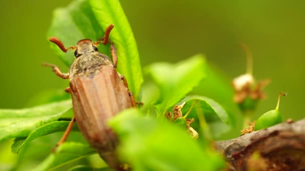 풍뎅이과 곤충 녹색 시트에 섬뜩한 — 비디오