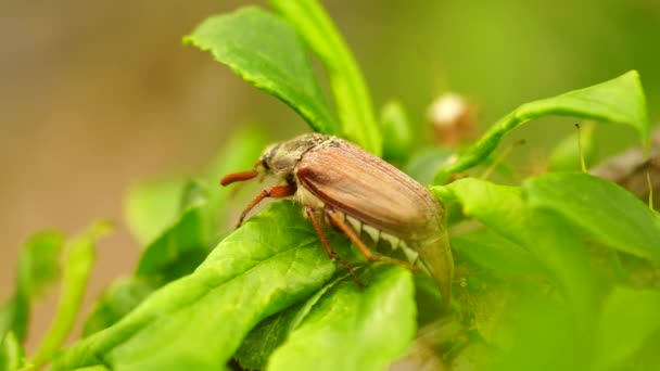 Chafer rasteja na folha verde — Vídeo de Stock