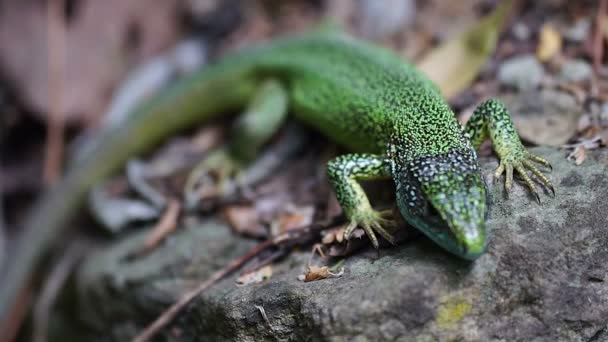 Green lizard sits on the rock in a forest macro — Stock Video