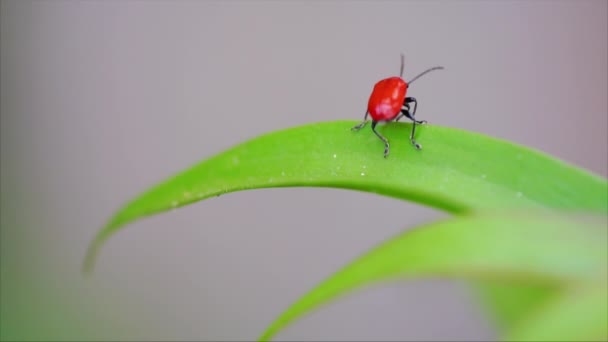 大きな緑の葉の小さな赤いカブトムシ。マクロ撮影 — ストック動画