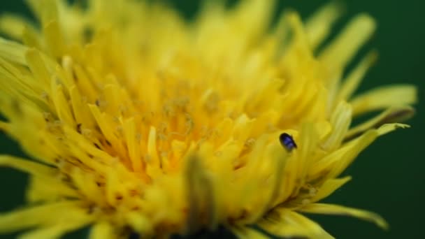 Pequeños insectos hormigas escarabajos subir en flor amarilla macro — Vídeos de Stock