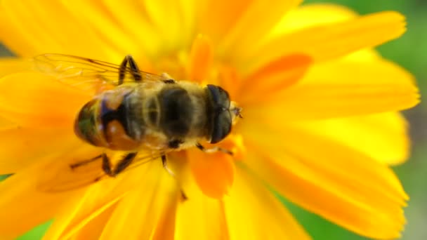 Lebah mengumpulkan serbuk sari pada bunga kuning makro — Stok Video