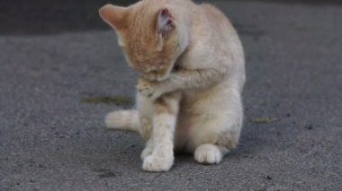 Kırmızı kedi yıkama. ağır çekim