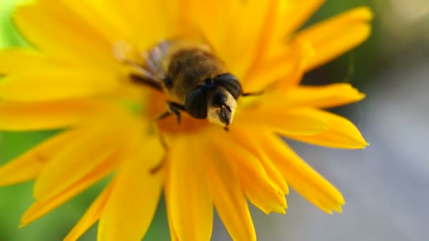 노란색 꽃 매크로에 꽃가루를 수집 하는 벌 — 비디오