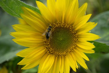 Bal arısı polen sarı ayçiçeği toplar.
