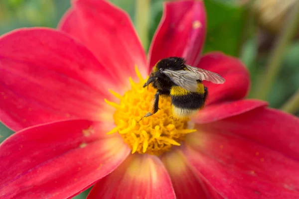 güzel kırmızı çiçek üzerinde oturan arı