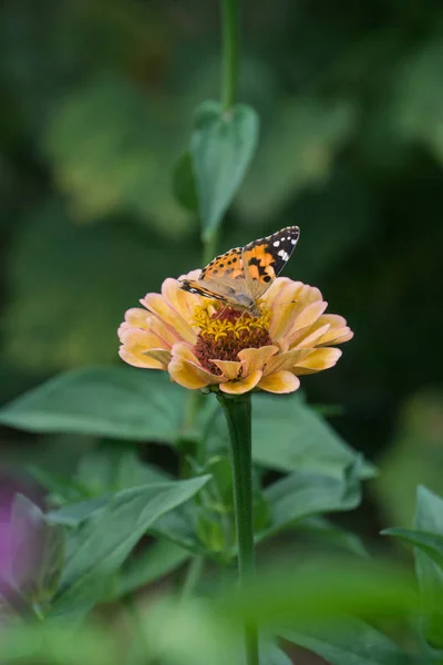 Macro disparo de una hermosa mariposa sobre una flor rosa pálida — Foto de Stock