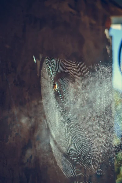 Nahaufnahme von Spinnennetz und fliegendem Staub im Sonnenlicht — Stockfoto