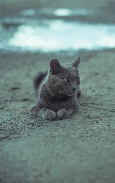 Ritratto di un gatto grigio su asfalto grigio — Foto Stock