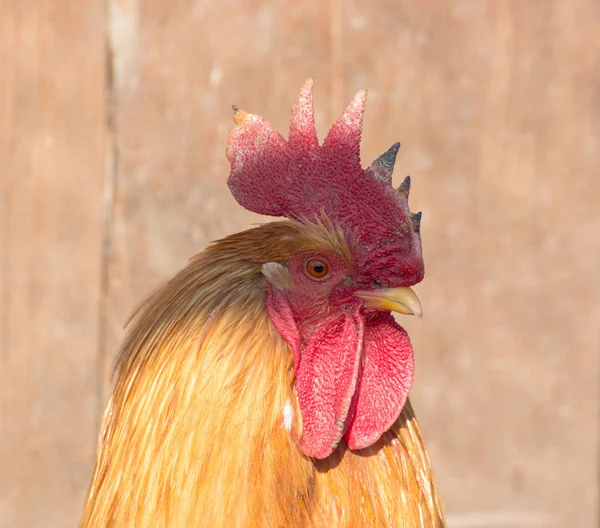 Vista lateral retrato de gallo polla — Foto de Stock