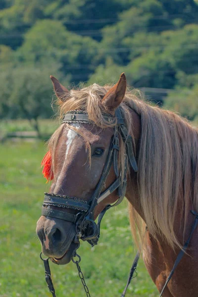 Ritratto di un cavallo con peli castani — Foto Stock