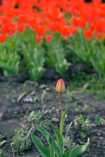 stand alone closed tulip in front of field of red blossom tulips
