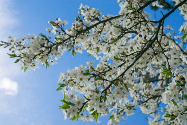 Mavi gökyüzü karşı çiçek açan kiraz ağacı bahar çiçeği Şubesi