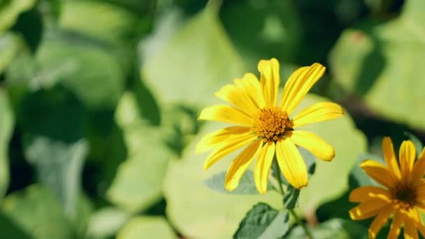 緑の葉で風に揺れる美しい黄色の花を背景にぼやけている 太陽光線は花びらに落ちる 夏か春の季節自然4K Uhdビデオ映像 — ストック動画
