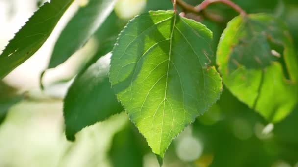 绿叶在树上的特写 随风吹拂 透明或半透明 细胞可见 阳光穿过叶子 Uhd视频镜头 — 图库视频影像