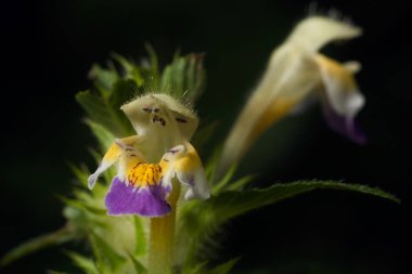çiçek makro fotoğraf